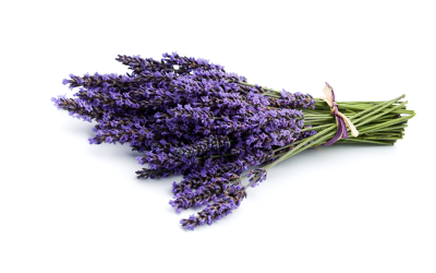 Lavander Essential Oil