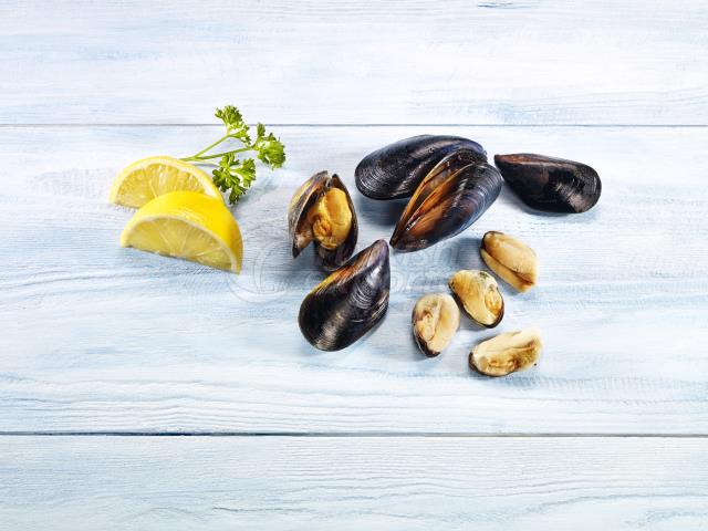 Black Mussel