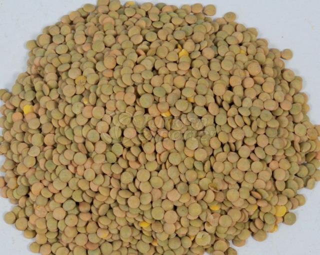 Green Lentil
