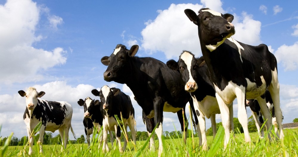 Special Feeding Feed