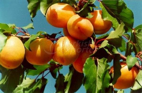 Apricot