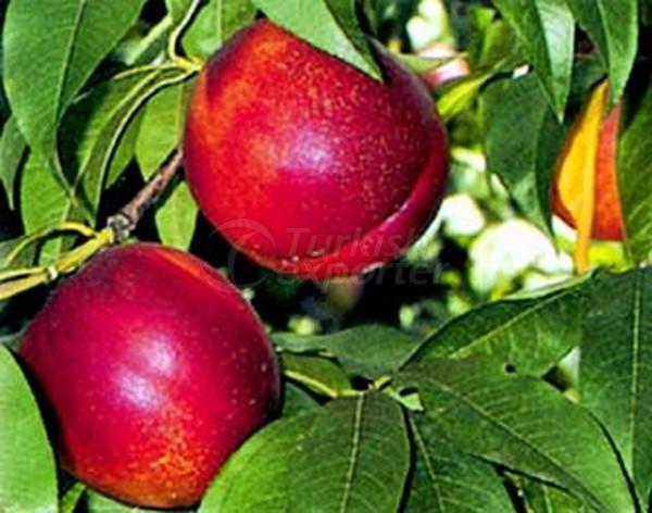 Nectarine