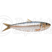 Black Sea Sprat