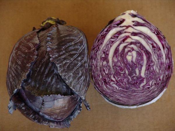 Red Cabbage