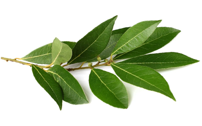 Laurel Leaf Essential Oil