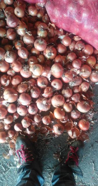 patates soğan