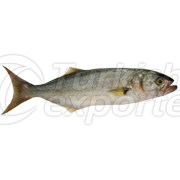 Bluefish