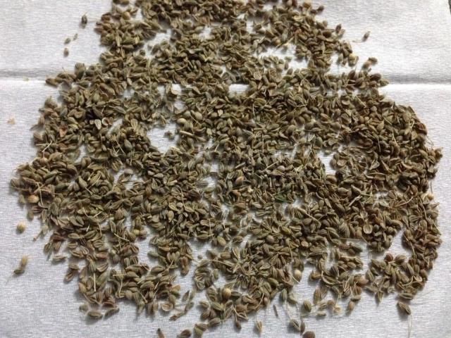 Anis Seeds