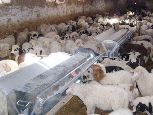 Automatic Cattle Feeder