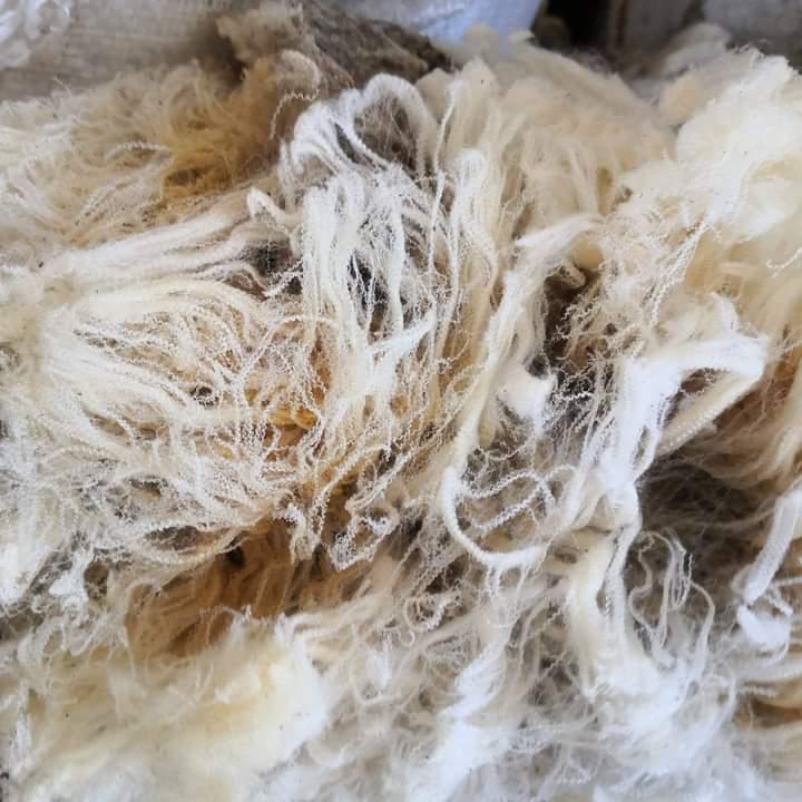 GREASY MERINO WOOL