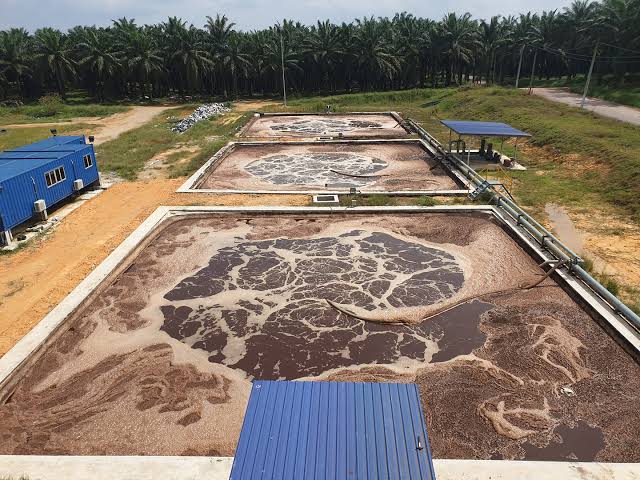 Palm Oil Mill Effluent