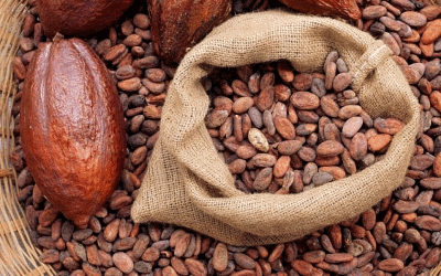 Cocoa Beans from Cameroon