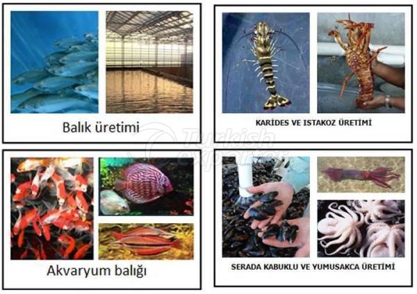 Разведение рыб