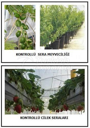 Теплицы для фруктов