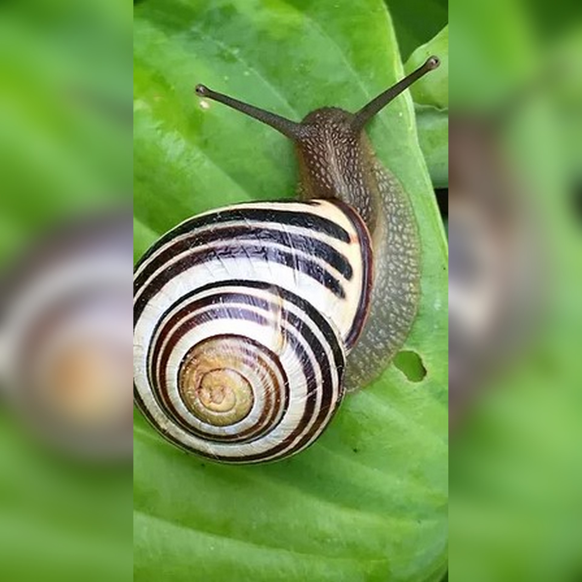 Snails