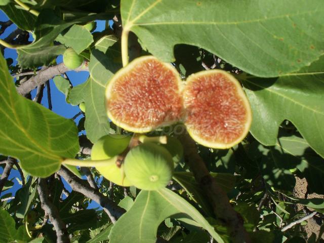 Dried Figs