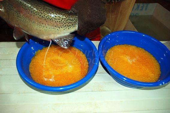 Alima Water Processing and Packaging Facility