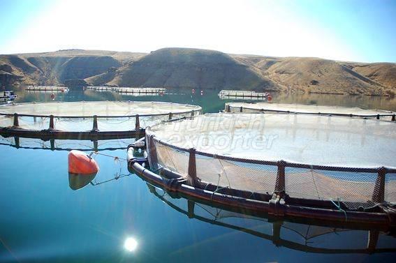 Alima Water Processing and Packaging Facility