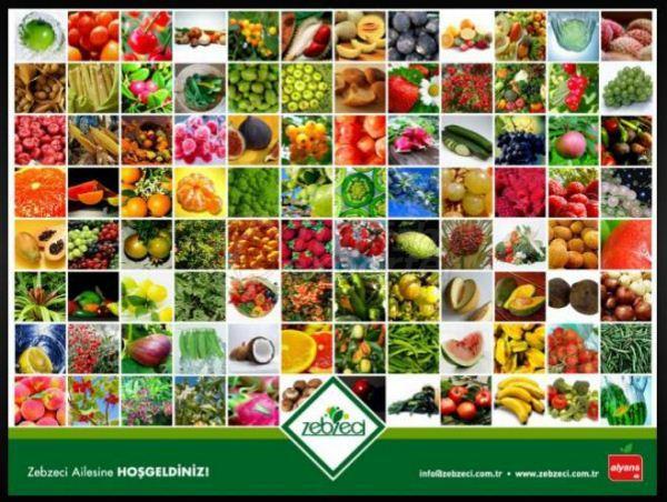 فواكه -  خضراوات