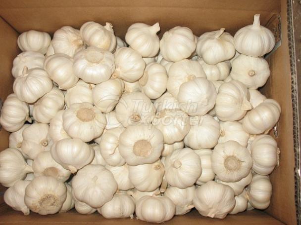 pure white fresh garlic