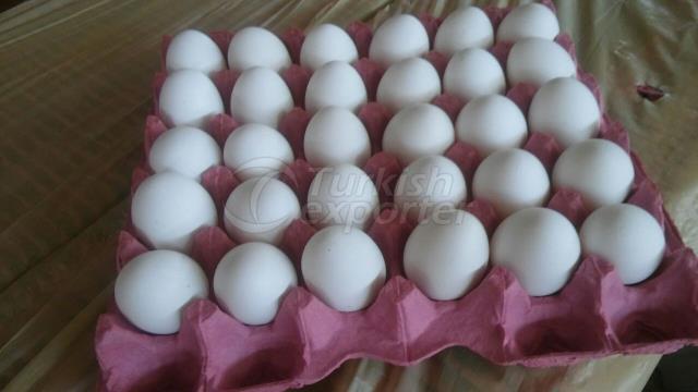 Frozen Chicken,poultry & egg