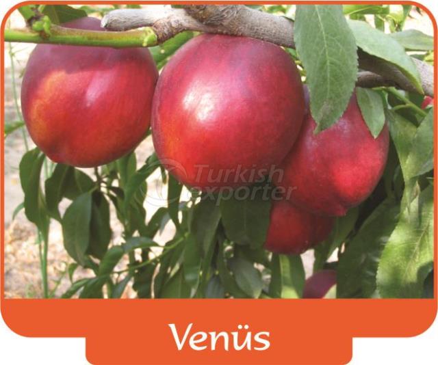 Nectarine Venus