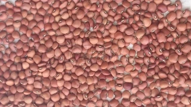 Madagascar Origin Red Cow Peas