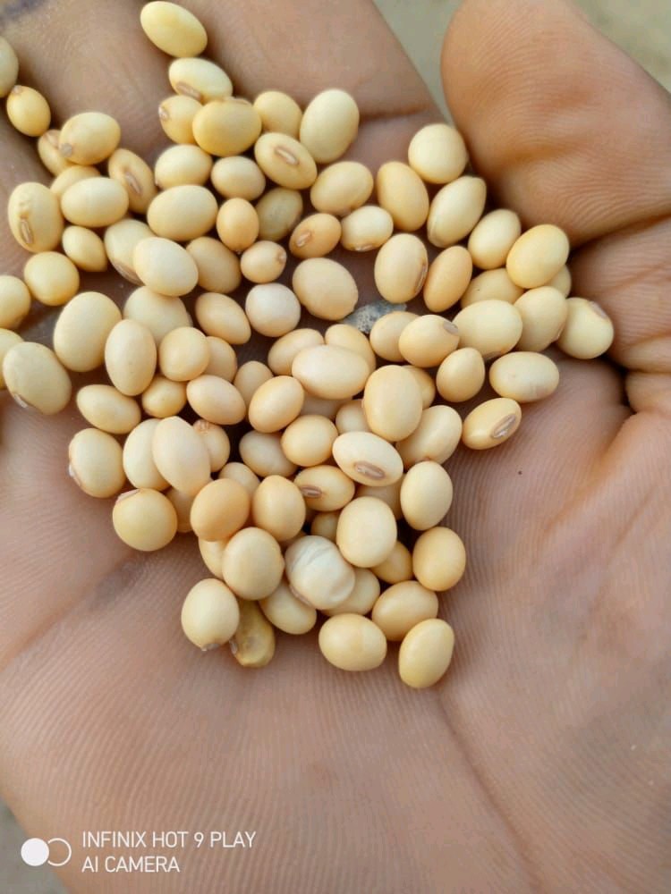 Soy beans