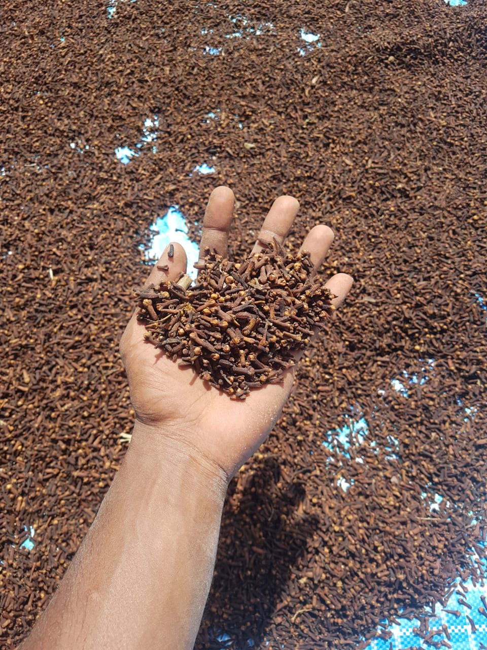 CG 3 North Cloves Madagascar 