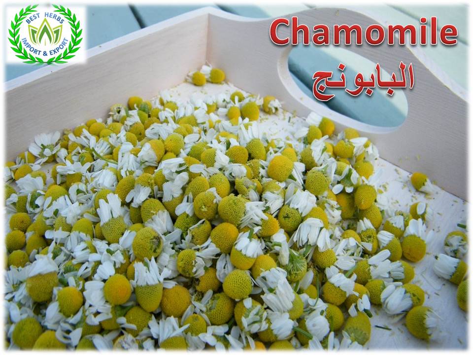 chamomile