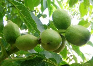 Fernette Walnut Sapling