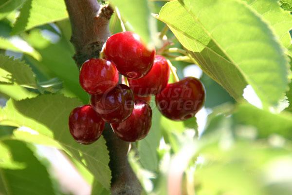 Organic Cherry