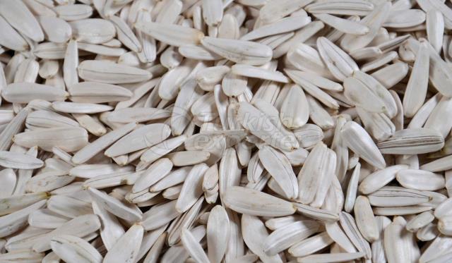 White Sunflower Seeds