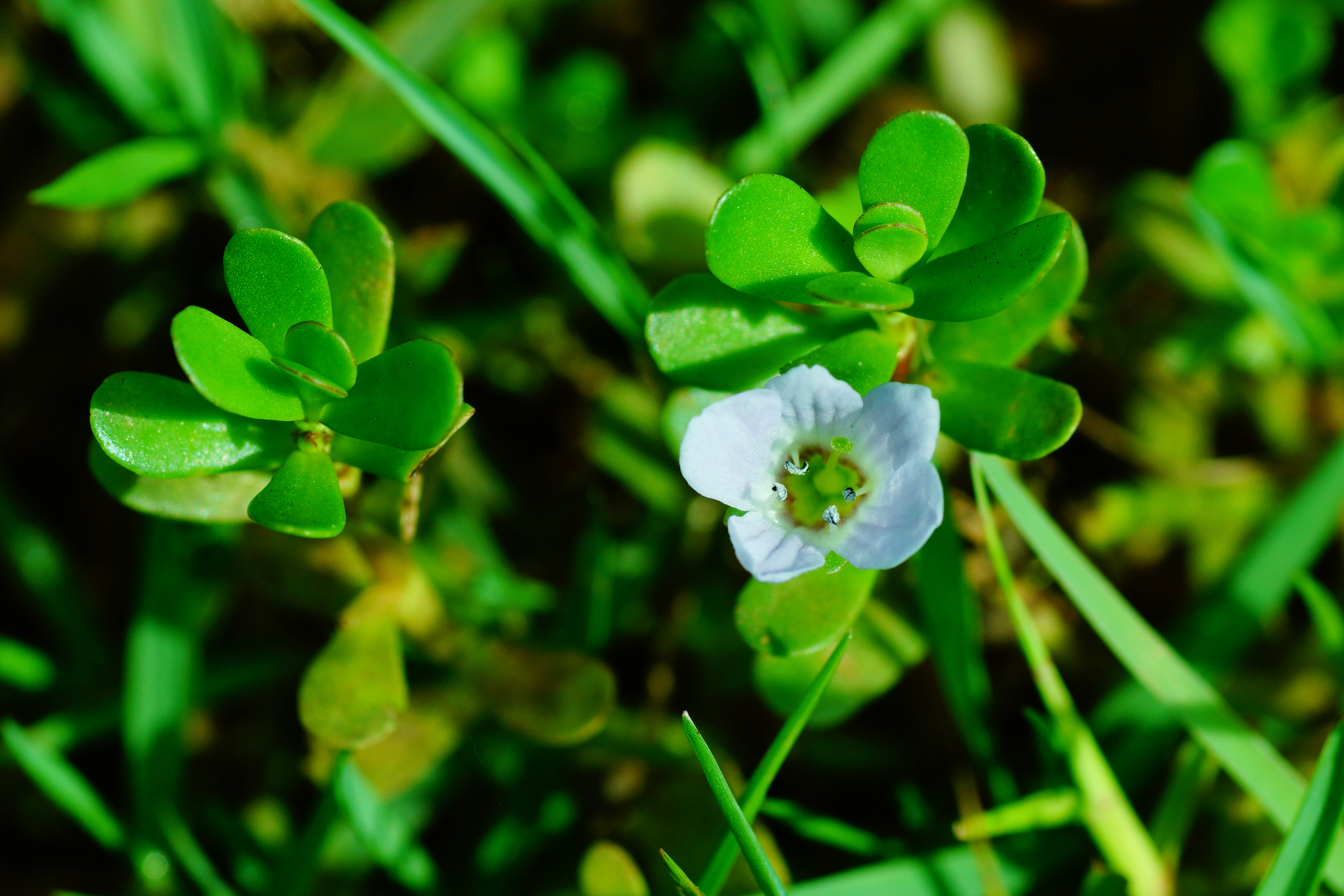 Extracto de Bacopa monnieri