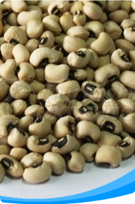 Cowpea