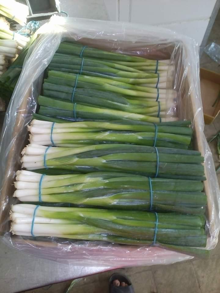 spring onion