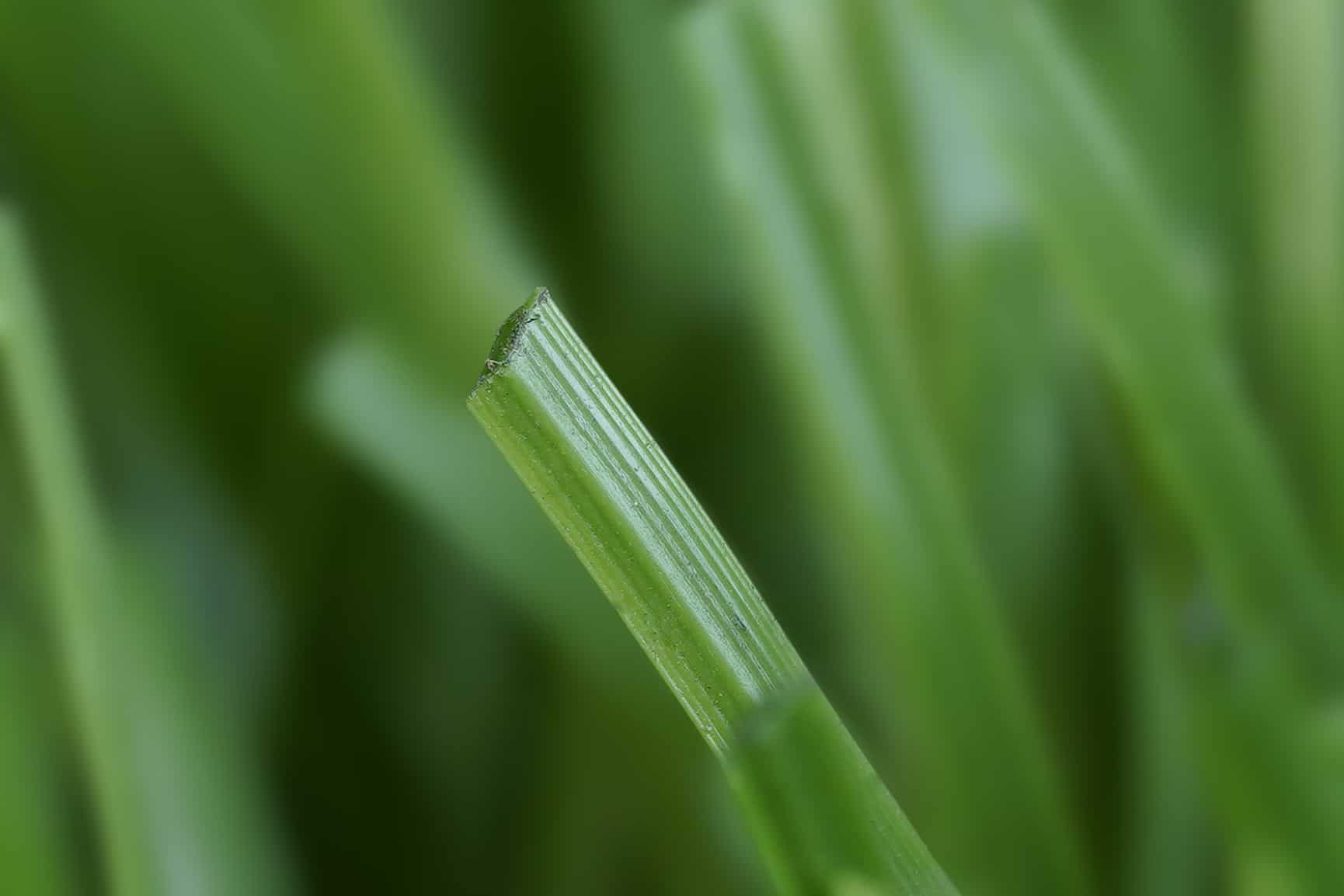 Synthetic Turf