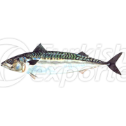 Mackerel