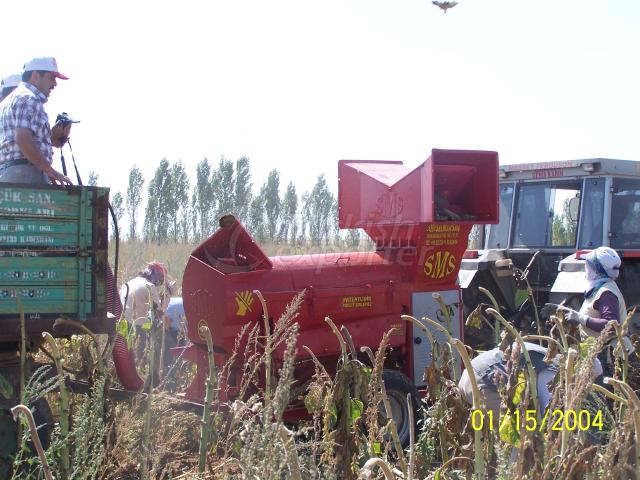 Sunflower Seed Harvester