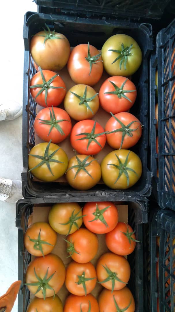 Fresh tomato