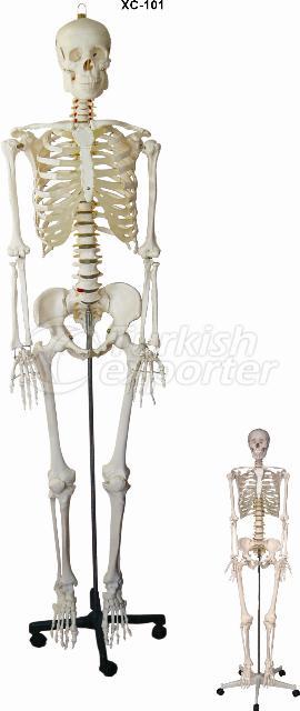 Life-Size Skeleton 170CM Tall