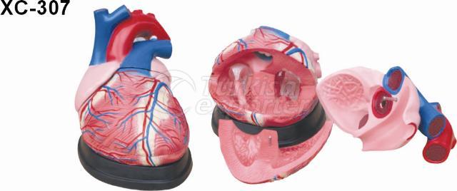 Jumbo heart model