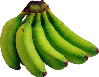 Banana Cavendish