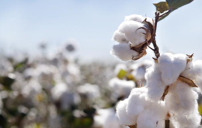 Raw Cotton