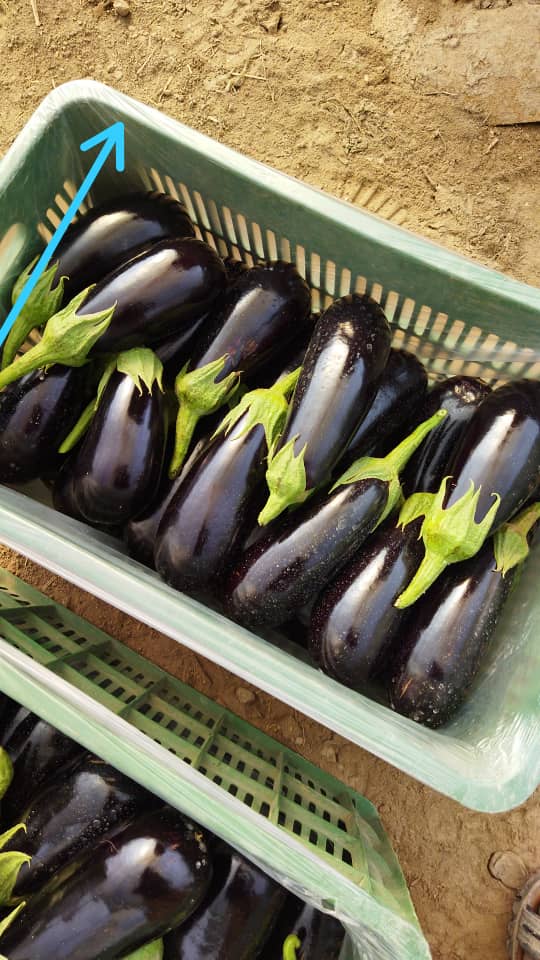 Fresh eggplant