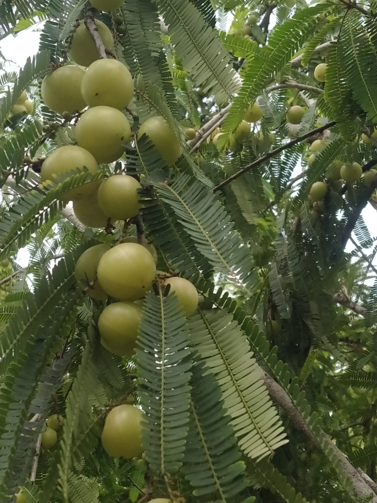 Fresh Amla (Indian gooseberry)