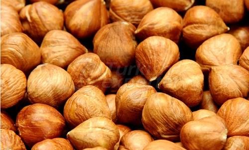 Hazelnut Kernel