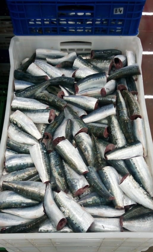 FROZEN SARDINES HGT