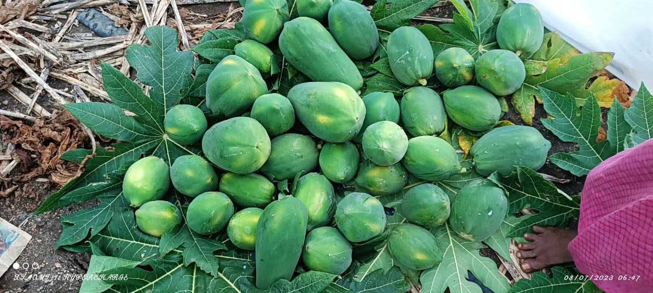 Papaya