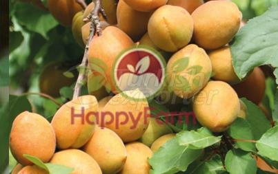 Apricot Karacabey